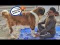 Tyzuu aur Papa ki Badmashi | Cutest Bond | Funny Dog Videos