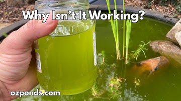 8 Common reasons your bog filter isn