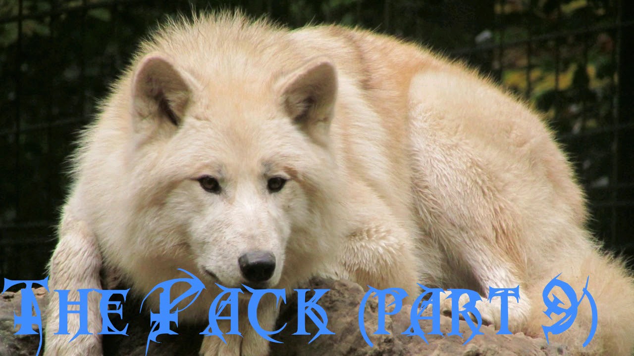 camera iphone 8 plus apk The pack (part 9) (audio roleplay)