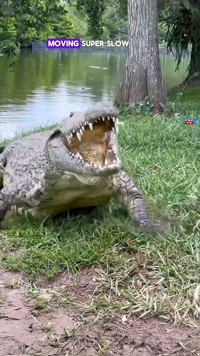Crocodiles Can Go Up To Three Years Without Food! #wild #animals #