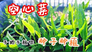 空心菜种植， 手把????教你如何从种子育苗种植空心菜 