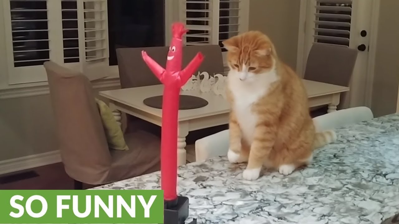 Cat really hates wacky inflatable tube guy