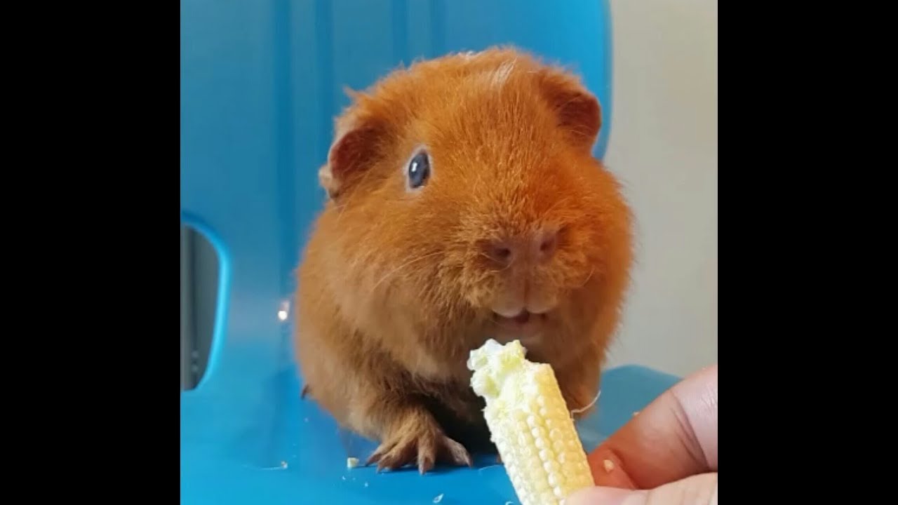 video editing software free My cute teddy guinea pig eating babay corn