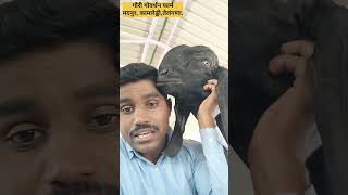 गौरी गोवर्धन फार्म | बिटल गोट फार्म #viral