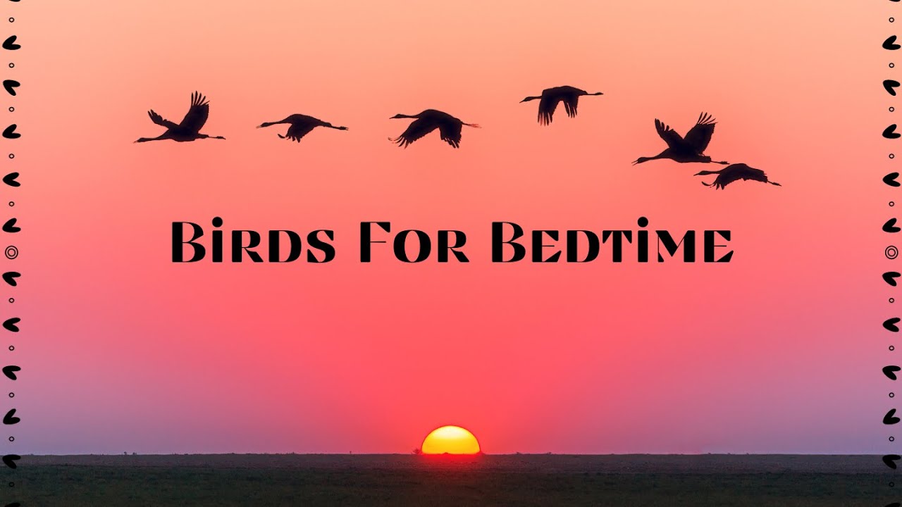 Birds for Bedtime birds bedtime sleep YouTube