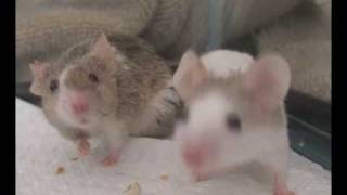 mice playing