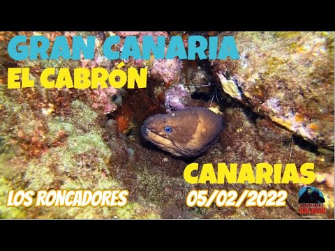 El Cabrón (Gran Canaria) - Los Roncadores - (05-02-2022) - Buceo MiraFondos