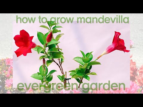 만데빌라 키우기 🌹how to grow mandevilla💐