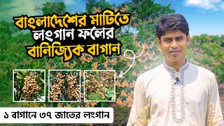 লংগান ফল | লংগান ফল চাষ | লংগান চাষ পদ্ধতি | আঁশ ফল | সাদা লংগান চাষ | লংগান ফলের চারা | longan fol