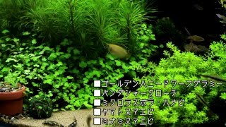 アクアリウム 水槽紹介60cm規格水槽編 初心者 Youtube
