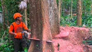 High Risk !! Cut down the red mahogany tree near the house