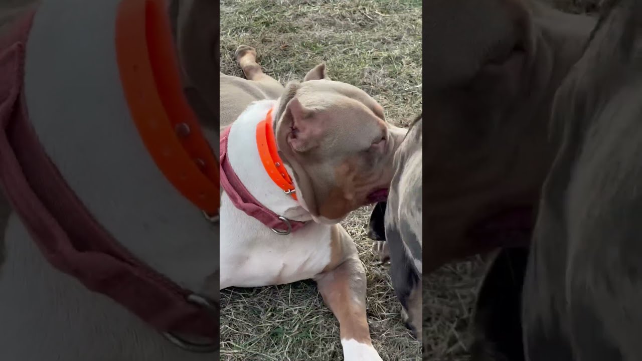 Best Looking Xl Ddk9 Merletribully Dogbreed Pitbull Canecorso Puppy Merle Pocketbully Tri