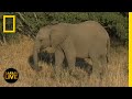 Safari Live - Day 356 | National Geographic