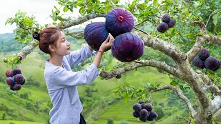 Process of Harvesting FIGS FRUIT - Exploring the WILD