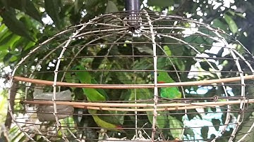 Burung serindit /turipos/005