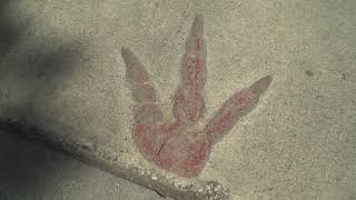 Did You Know Dinosaur Skull