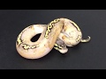 Morph of the Day #15 (Killer Yellowbelly Pied)