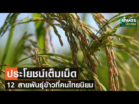 ประโยชน์เต็มเม็ด 12 สายพันธุ์ข้าวที่คนไทยนิยมบริโภค | เกษตรนิวเจน