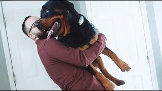 My dog reaction to when I come home |25