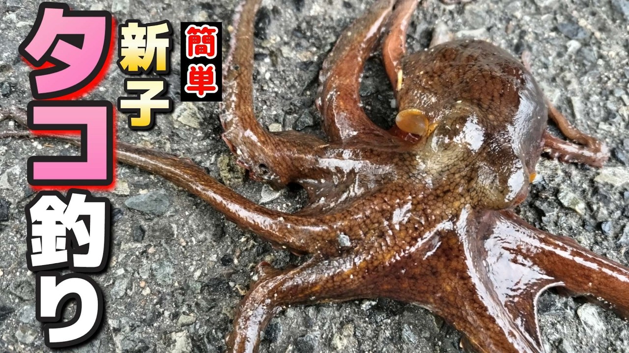【タコ釣り】  新子タコはこの釣り方です。【釣り方解説】