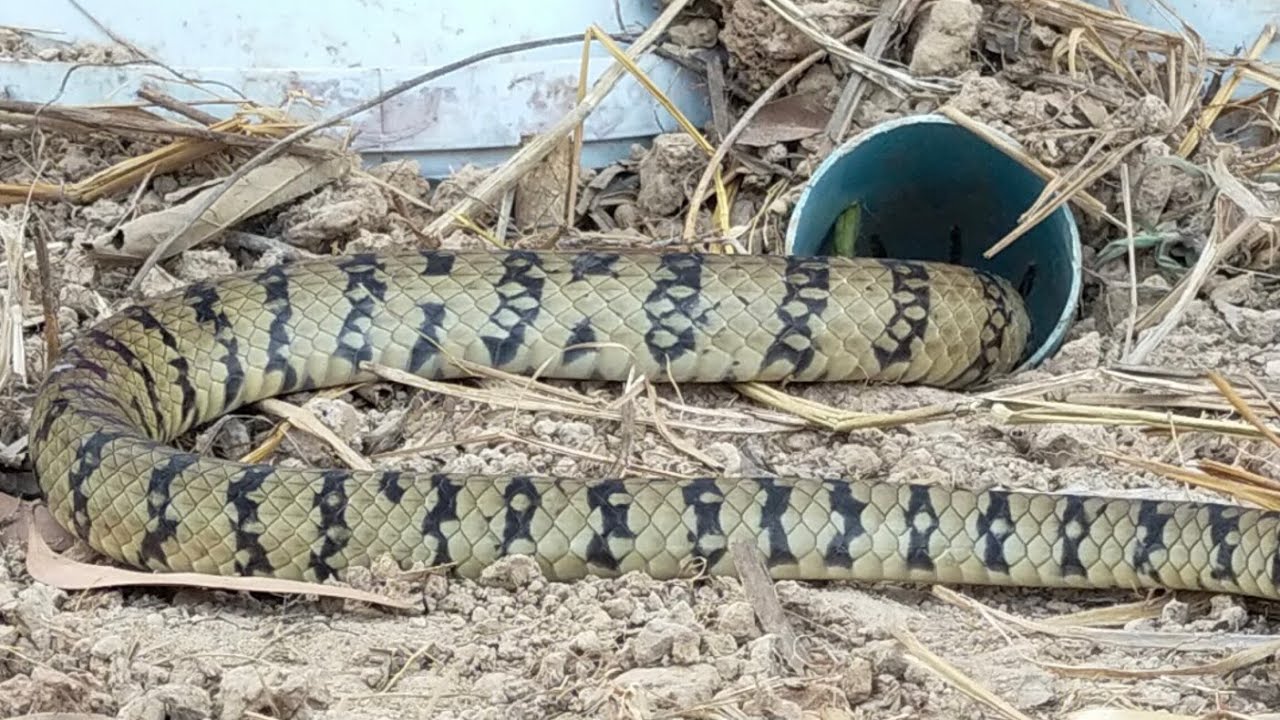 Use plastic tubes and plastic containers to build unique snake traps ...