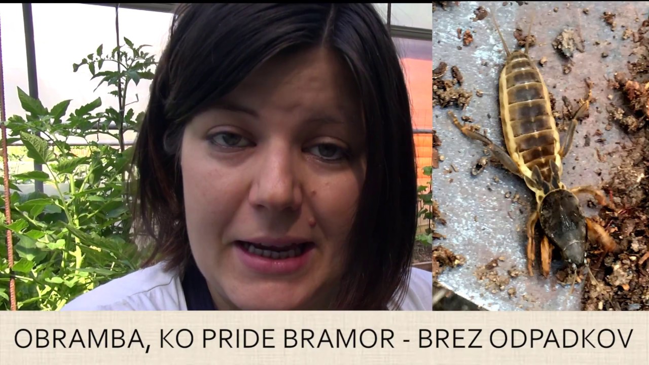Bramor - kako ga ustavimo  (brez odpadkov)