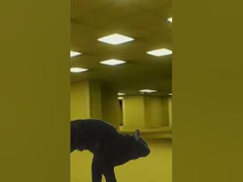 Мой кот Федя в закулисье - YouTube
