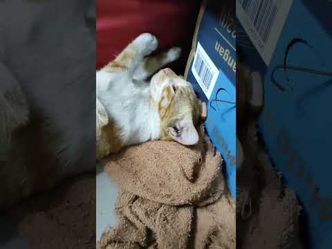 Tidur tapi melek|#cat #simeong #kucing #simeonk #kucinglucu #sioyen #catlover #meong #kucingkampung @MasWardoyo23