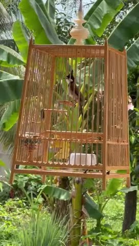 Merbah jambul air suara padu