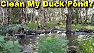 Does My Duck Pond or Dam Need Cleaning Out