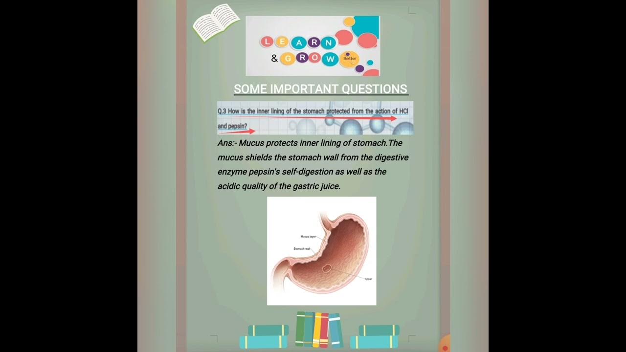 chapter-2-science-class-7-nutrition-in-animals-mucus-inner-lining