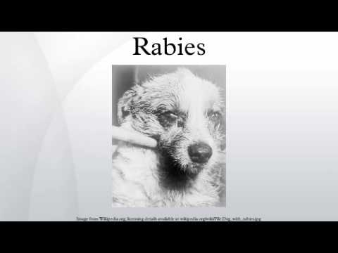 Boca Raton issues rabies alert after bat tests positive