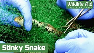 Pee-Eww Smelly Snake Rescued From A Gardeners Net.