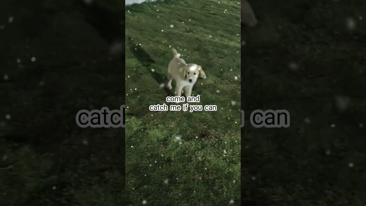 Golden Retriever Energy = 100% Joy! 🏃‍♂️🐶 