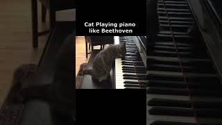 Cat Playing piano like Beethoven #shorts