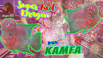 #CáLaHán đẹp #SRD mix #Kamfa đầu khủng châu sáng đẹp xỉu