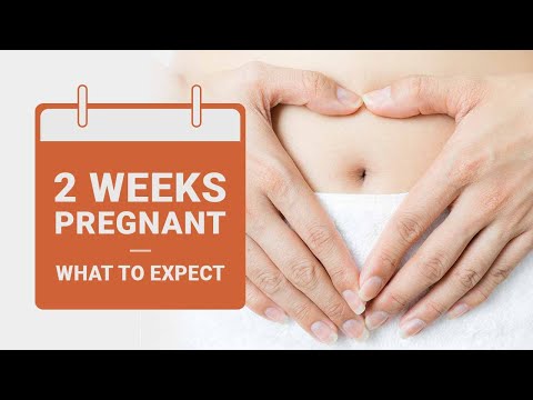 वीडियो: 2 सप्ताह के गर्भ में क्या हो रहा है?