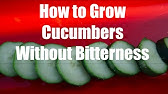 Planting Cucumbers at the Base of Sugar Snap Peas
