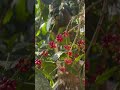 Coorg coffee plantation #Coorg #Vaccation #Coffee #Nature #Climate #Maikeri #resortreview