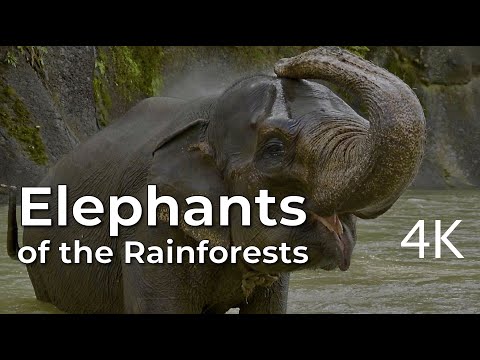 Elephants of the Forests