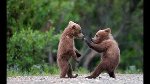 LOVE IN THE FOREST@DRSKSINGH CHANNEL JAI SHREERAM