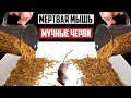 ЧТО БУДЕТ ЕСЛИ ОПУСТИТЬ МЕРТВУЮ МЫШЬ К 2000 МУЧНЫХ ЧЕРВЕЙ? МЕРТВАЯ МЫШЬ VS МУЧНЫЕ ЧЕРВИ