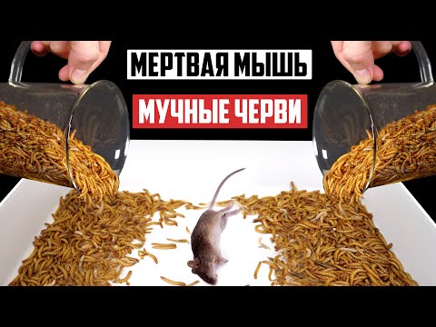 Видео: Едят ли синие птицы сушеных мучных червей?