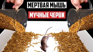 ЧТО БУДЕТ ЕСЛИ ОПУСТИТЬ МЕРТВУЮ МЫШЬ К 2000 МУЧНЫХ ЧЕРВЕЙ? МЕРТВАЯ МЫШЬ VS МУЧНЫЕ ЧЕРВИ