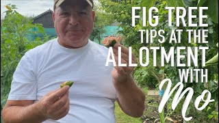 How to take a cutting from a fig tree, with Mo on his North London allotment
