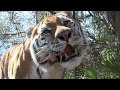 ROYAL BENGAL TIGER Roaring🐱 | Use HEADPHONES| Subscribe Please😢