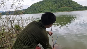 Câu cá hồ tự nhiên / câu rô phi tự nhiên