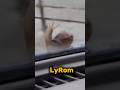 кайфуй 😂 база #shorts #lyrom #юмор #смешновидео #прикол #рекомендации #база