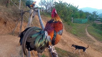 Qaib dib cuab tuaj zoo 2020