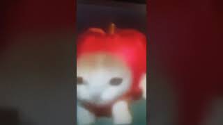 apple cat walking for 10 hour